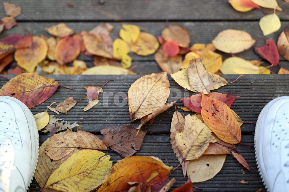 가을,낙엽,단풍,단풍잎,풍경,자연,계절,감성,fall,autumn,maple