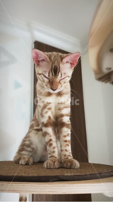 고양이,뱅갈,뱅갈고양이,호랑이닮은고양이,스노우뱅갈