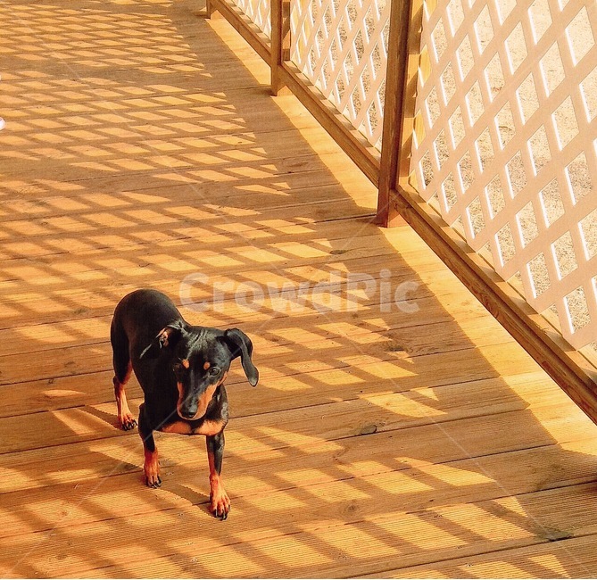 강아지,개,펫,귀여운,닥스훈트,단모,동물,animal,포유류,mammal,개,강아지,dog,doggy