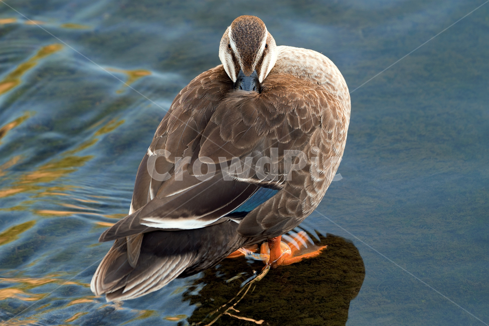 오리,흰뺨검둥오리,새,조류,동물,철새,야생동물,자연,생태,생태계,bird,duck,animal,spotbillduck,동물,animal,조류,새,birds
