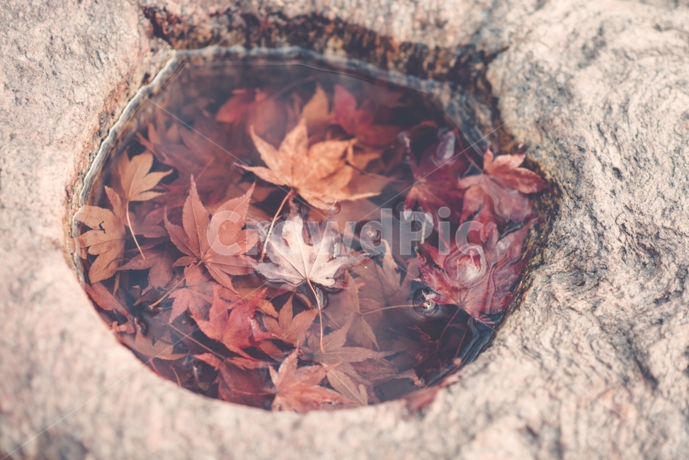웅덩이,단풍,가을,낙옆,나뭇잎,감성,감성사진,내맘포토,D750,가을,계절,fall,autumn,season,식물,자연,plants,nature,감성,sensible,feeling,leaf,잎,plant,tree,나무