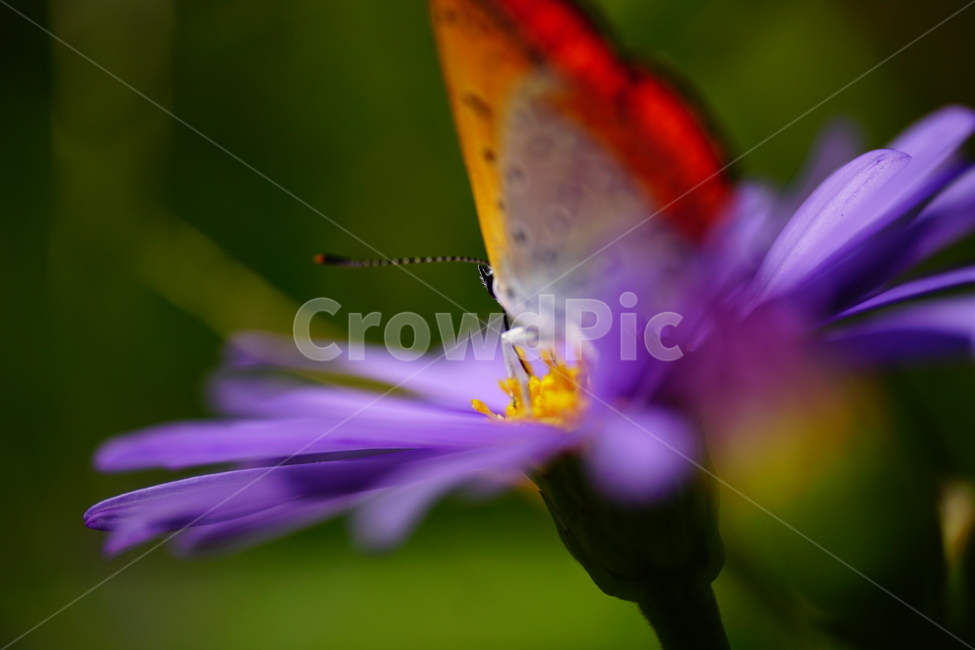 벌개미취,쑥부쟁이,나비,부전나비,곤충,벌레,꽃,플라워,자연,식물,butterfly,insect,flower,nature,bug,접사,클로즈업,closeup,macro,매크로,마크로,9월,가을,september,autumn,fall,가을,계절,fall,autumn,season,식물,자연,plants,nature,꽃,flower,동물,animal,곤충,벌레,insect,bug,plant