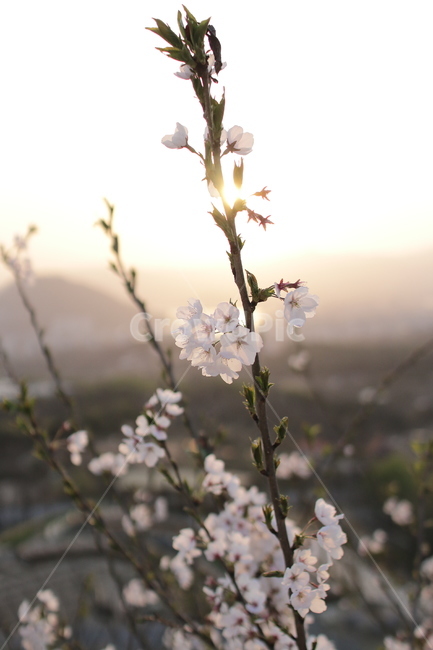 벚꽃,봄꽃,봄날,감성사진,일몰,해질녘,봄,계절,spring,season,식물,자연,plants,nature,꽃,flower,plant,blossom