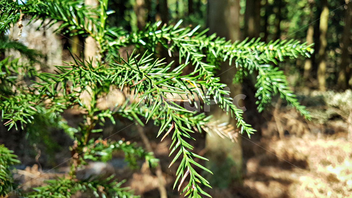 잎,tree,나무,plant,식물,conifer,구과식물,abies,아비,fir,전나무,식물,자연,plants,nature