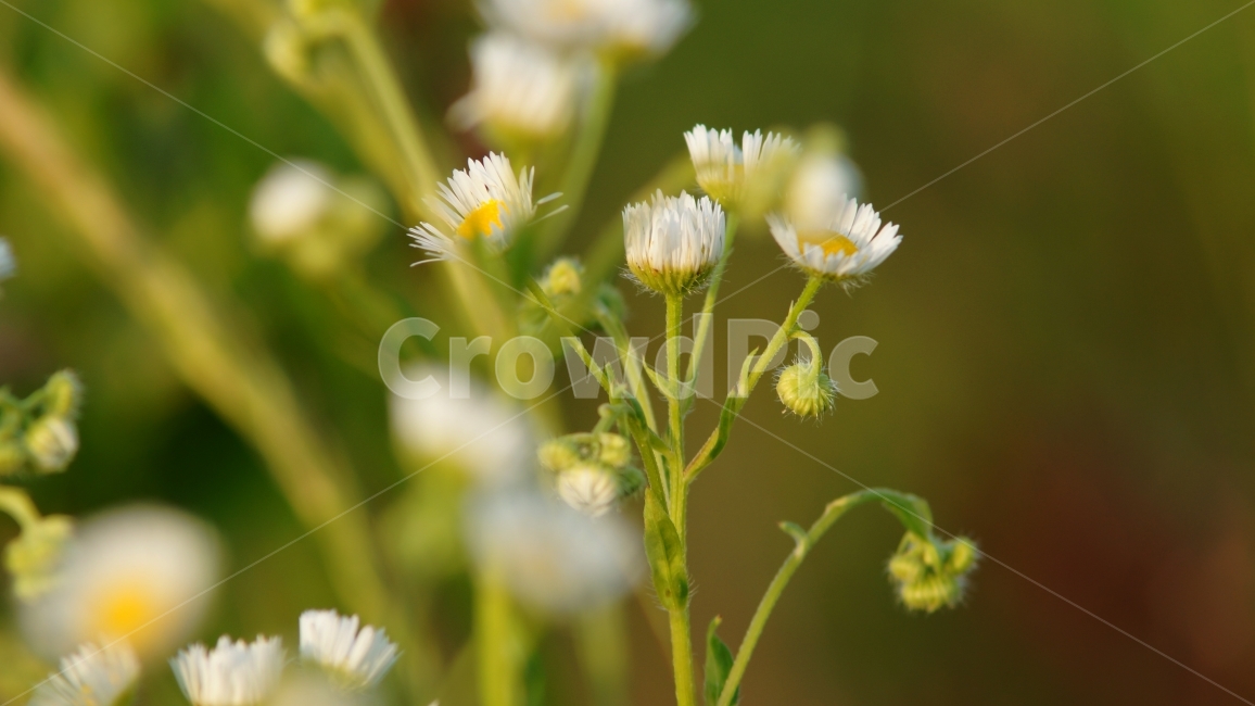 코스모스,꽃,확대,따뜻한,봄,분위기,감성,감성사진,줌,식물,자연,plants,nature,꽃,flower