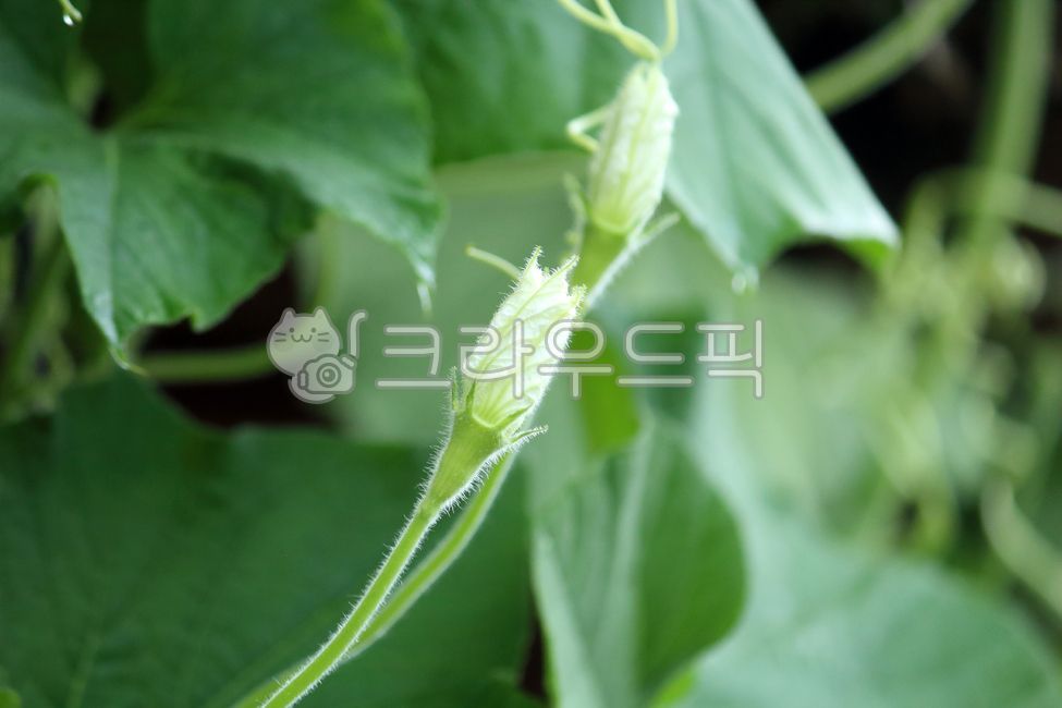 식물, plant, gourd, 박, 꽃, 사진,이미지,일러스트,캘리그라피 - benjamin작가