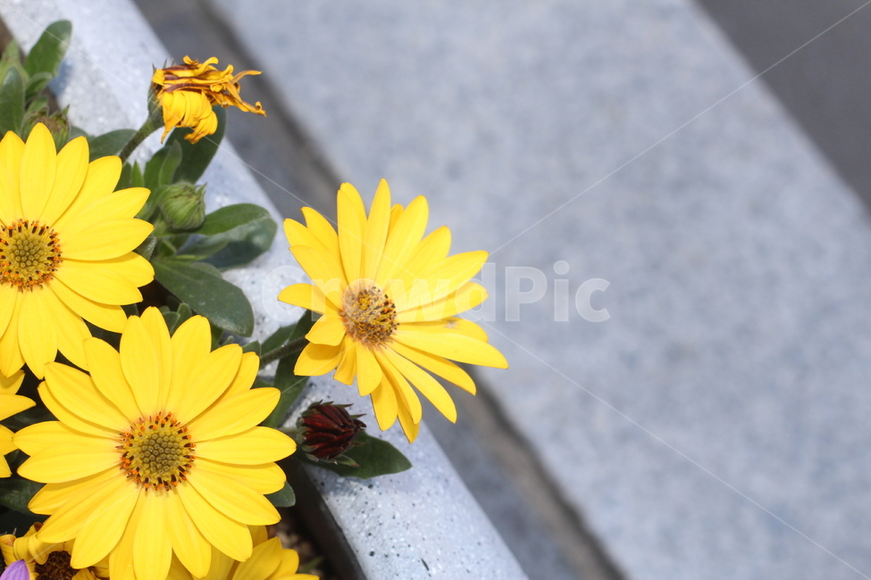 꽃,봄꽃,식물,flower,plants,봄,계절,spring,season,식물,자연,plants,nature,꽃,flower,plant