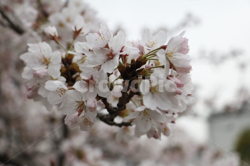 벚꽃,흰꽃,봄,봄꽃,도쿄벚꽃,일본벚꽃,자연,풍경,식물,봄,계절,spring,season,식물,자연,plants,nature,꽃,flower,plant,blossom