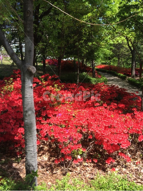 꽃,산책길,공원,자연,경치,풍경
