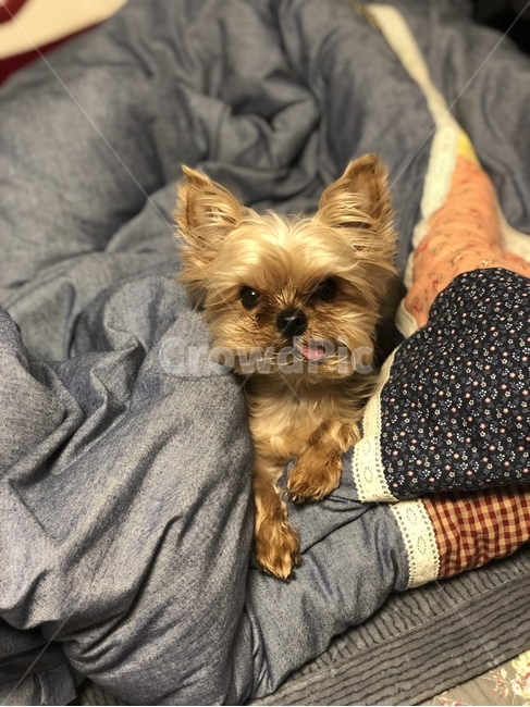 강아지,멍멍이,반려견,요크셔테리어,애완견,애견,집,휴식,요크셔,동물,animal,포유류,mammal,개,dog,doggy,혓바닥,댕댕이