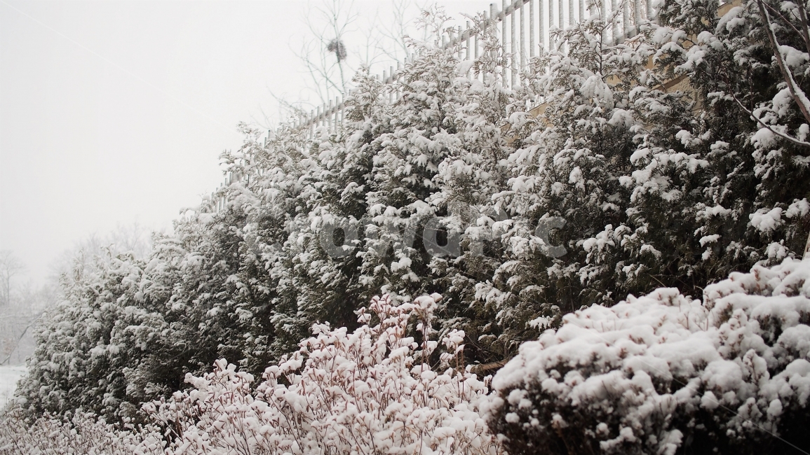 겨울,눈,식물,자연,트리,감성,눈오는날,계절,12월,숲,나무,snow,white,winter,하얀색,산책,공원,겨울,계절,winter,season,자연,풍경,nature,landscape,plant