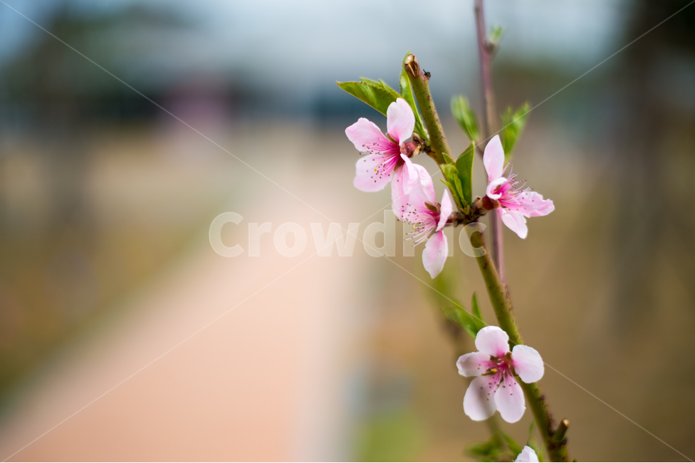 봄,분홍,매화,벗꽃,시작,생명,기분,길,희망,식물,자연,plants,nature,꽃,flower