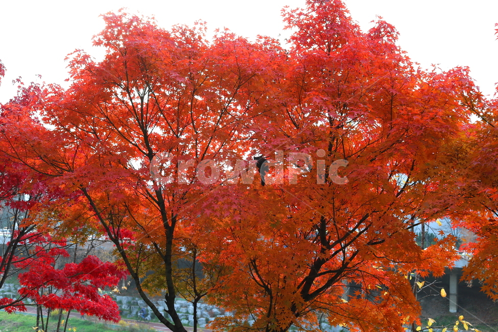 나무,단풍,단풍나무,식물,가을,자연,가을,계절,fall,autumn,season,식물,자연,plants,nature,나무,trees,wood,tree,plant,maple,leaf,잎