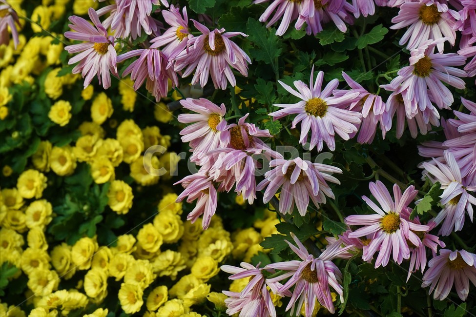 nature,가을,국화,노랑,우아함,향기,식물,꽃,autumn,fall,yellowelegance,smell,chrysanthemum,bloom,beautiful,plant,flower,계절,season,yellow,floral,nobility,고귀함,가을대표,식물,자연,plants,nature,꽃,flower