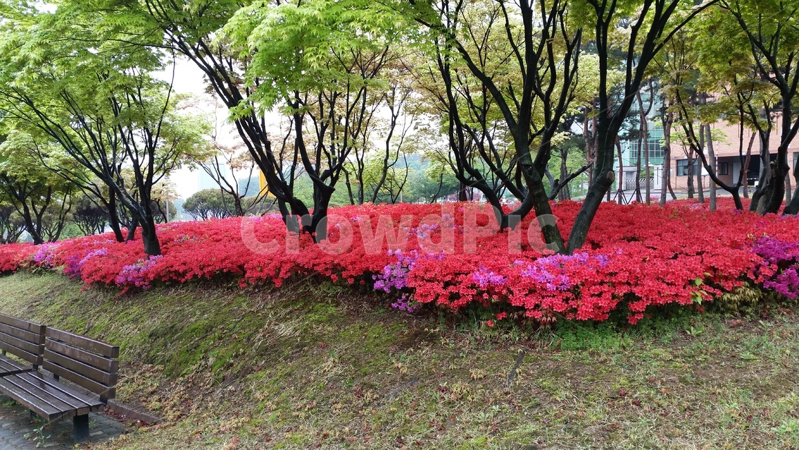 철쭉꽃,봄,등산로,산책로,벤치