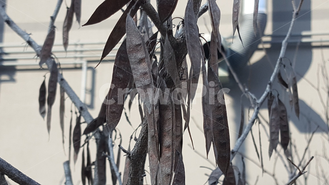 나무,식물,열매,낙엽,겨울,겨울나무,식물,자연,plants,nature