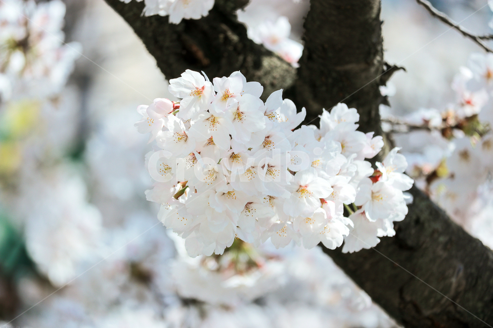 plant,blossom,flower,꽃,봄,봄꽃,벚꽃나무,spring,계절,식물,자연,tree,나무,wood,가지,시즌,플라워,생화,nature
