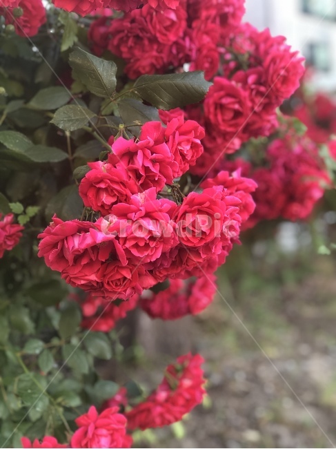 꽃,야생화,장미,식물,장미꽃,plant,flower,rose,봄,spring