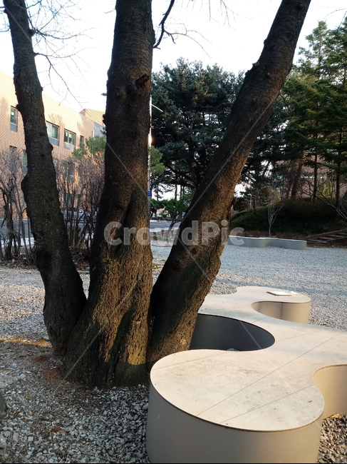 나무,나무가지,tree,treetrunk,plant,공원,건물,식물