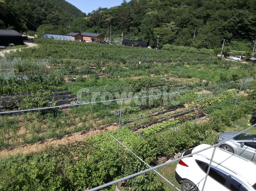 주말농장,밭,농사,농촌,농촌풍경,농업,농사,agriculture,farming,farming industry