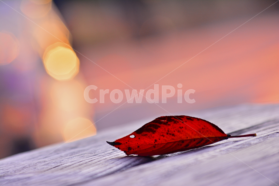 atmosphere,regret,the last leaf,Maple leaf,fallen leaves,fall,autumn mood,season,autumn leaves,Emotion,bokeh of light,Phil,sensible,Maple,November,autumn afternoon,feeling,leaf,Autumn feeling,emotion,background,fall day,plant,bokeh,october,late fall,autum