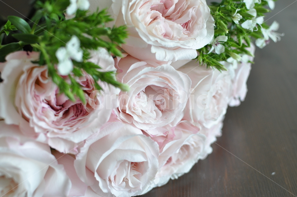 plant,식물,rose,장미,flower,꽃,blossom,연핑크,감성,수입장미,여리여리꽃,베이비핑크,자연,축하,기념일,부케,케이라장미,케이라부케