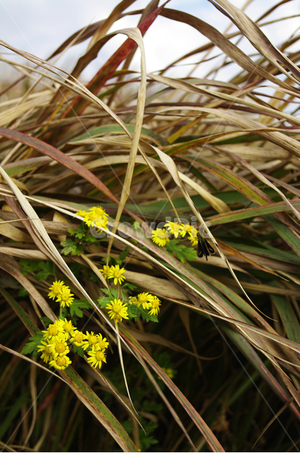 들꽃,자연,nature,식물,plant,꽃,flower,식물,자연,plants,nature