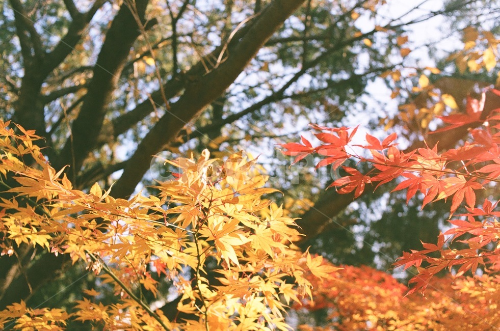 단풍,나무,가을,자연,잎,maple,식물,tree,plant,leaf,autumn,nature,fall
