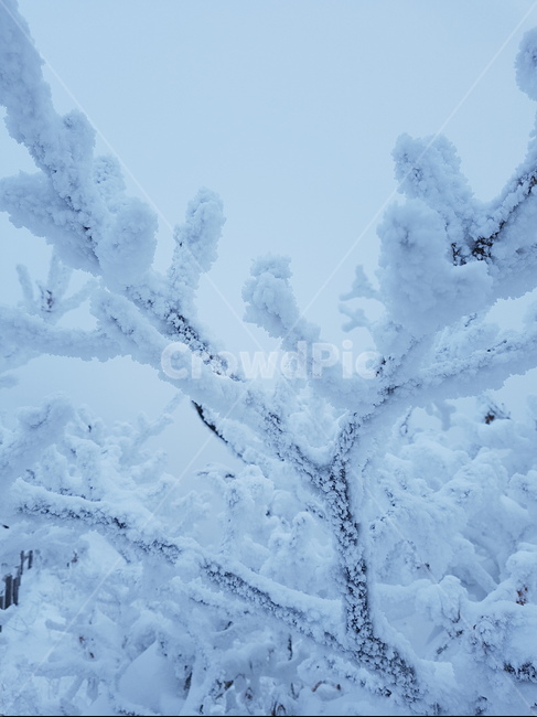 눈꽃,상고대,겨울,눈,나뭇가지,겨울,계절,winter,season,자연,풍경,nature,landscape