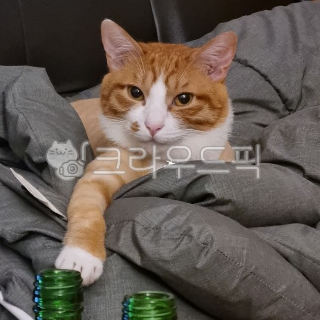 furniture,동물,고양이,소주,매일