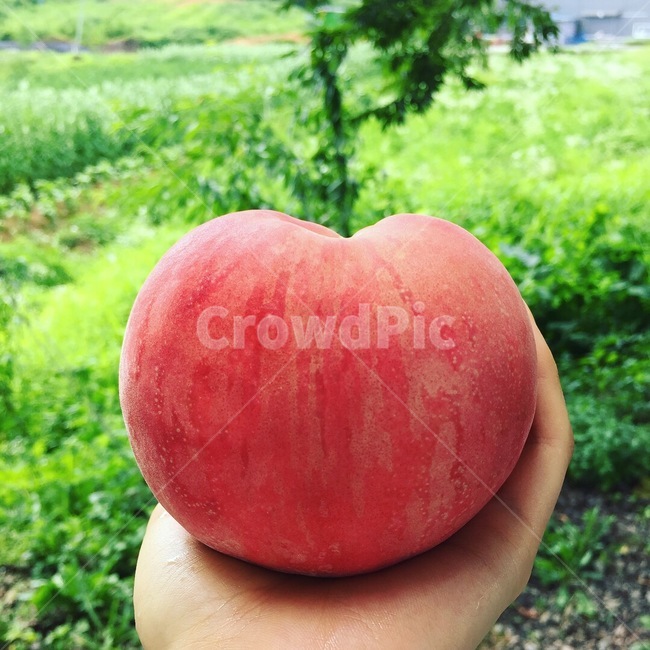 과일,fruit,복숭아,peach,여름,핑크,자연,pink,달달,동글,과일,열매,fruit