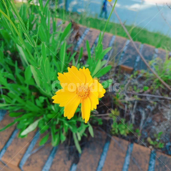 노랑,꽃,자연,봄,색