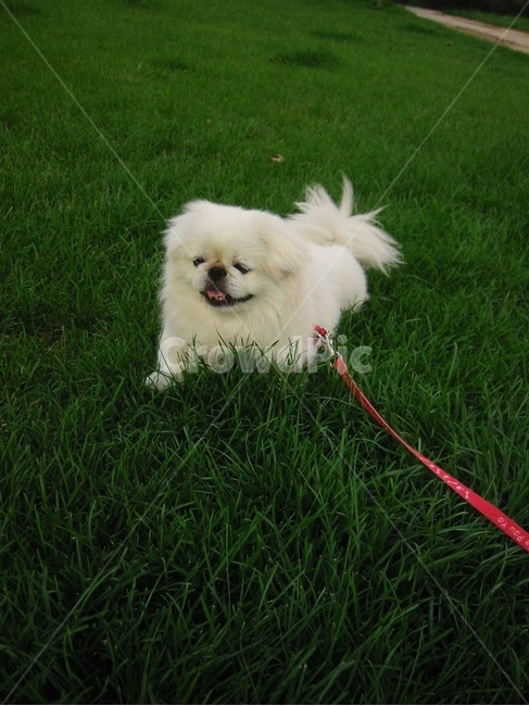 개,강아지,시추,하얀개,잔디,흰개,목줄,공원,산책,동물,animal,포유류,mammal,개,강아지,dog,doggy