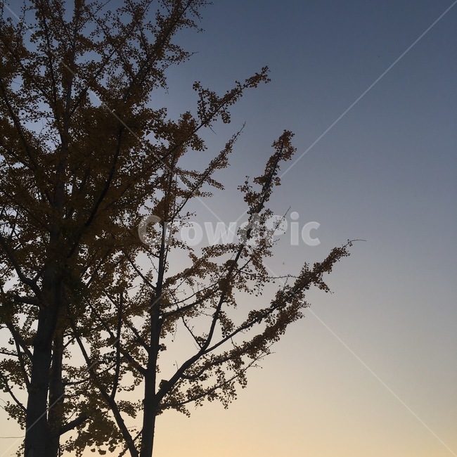 낙엽,단풍,나무,밤,낮,노을,night,풍경,식물,자연,plants,nature,나무,trees,wood