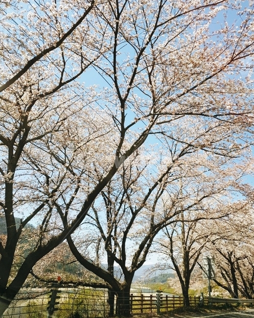 하동벚꽃길,벚꽃,벚꽃길,벚꽃풍경,벚꽃가득,벚꽃놀이,봄꽃,벚꽃나무