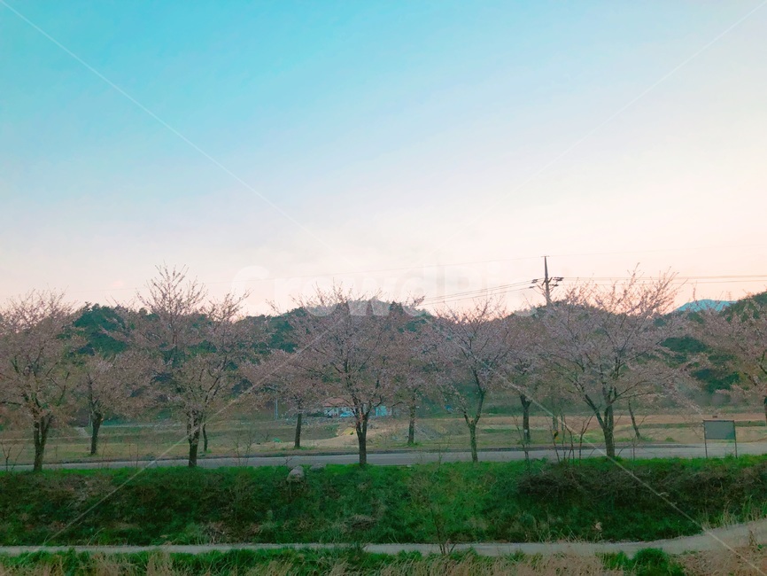 자연,풍경,벚꽃,노을,봄,자연,풍경,nature,landscape,plant,식물