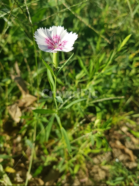 plant,식물,꽃,flower,패랭이꽃,들꽃