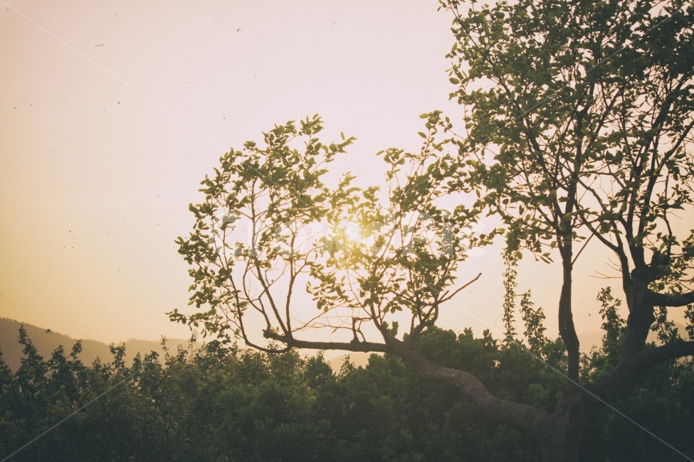 자연,풍경,일몰,나무,하늘,자연사진,풍경사진,일몰사진,나무사진,하늘사진,nature,landscape,sunset,sun,sunfall,해,태양,햇빛,sunlight,tree,sky,식물,자연,plants,nature,나무,trees,wood,감성,sensible,feeling