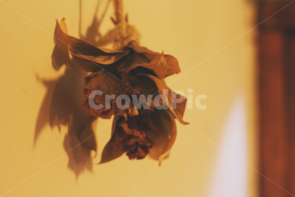 꽃,flower,드라이플라워,dryflower,인테리어,감성,빈티지,꽃,flower,실내용화초,화분,화초,house plant,감성,sensible,feeling,인테리어,실내디자인,interior design