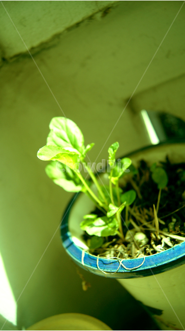 봄,화분,새싹,녹색,식물,싹,봄,계절,spring,season,식물,자연,plants,nature,plant,jar,항아리,pottery,도기류,potted plant,vase,병 장식