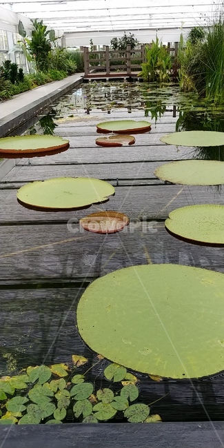 식물,plant,수생식물,수생식물원,연잎,aquaticplant,green,패턴,식물,자연,plants,nature