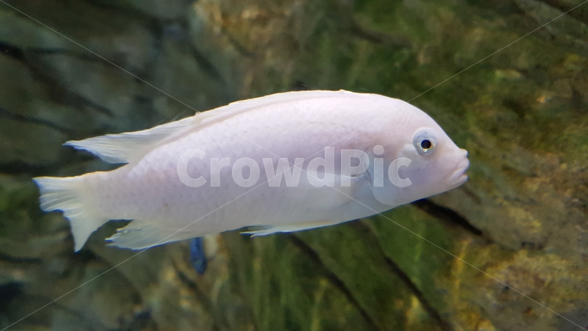 fish,물고기,water,물,aquatic,어류,물고기,fish
