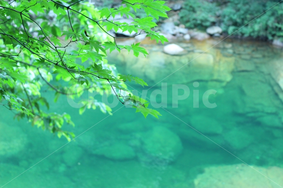 지리산,여행,휴가,힐링,가을,자연,산,펜션,휴식,계곡,여름,계절,summer,season,식물,자연,plants,nature,leaf,잎,plant