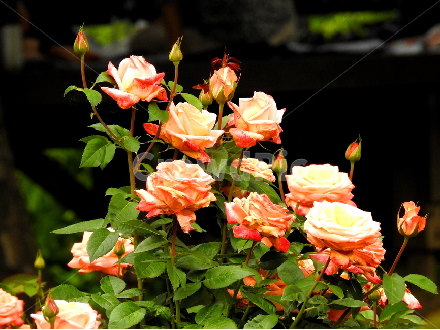 식물,꽃,장미,plant,rose,식물,자연,plants,nature,꽃,flower