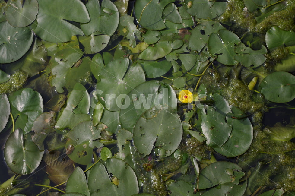 꽃,flower,color,수련,수생식물,연못,식물,plant,식물,자연,plants,nature