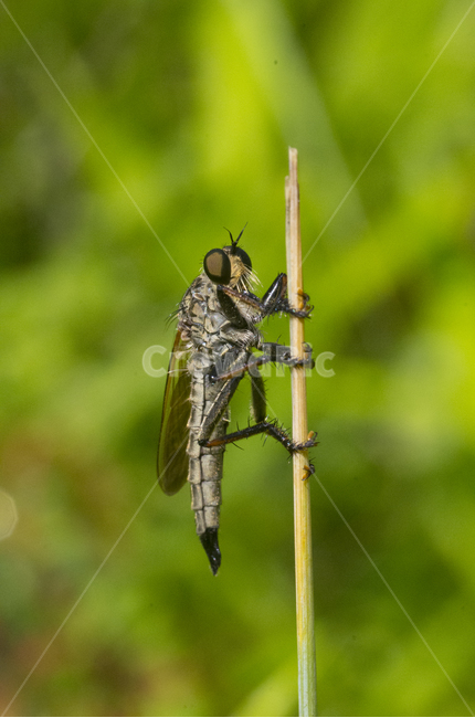 파리매,곤충,벌레,접사,여름,가을곤충,여름곤충,곤충,벌레,insect,bug