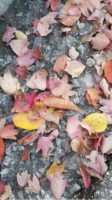 leaf,잎,plant,식물,tree,나무,단풍,낙옆,가을,도로