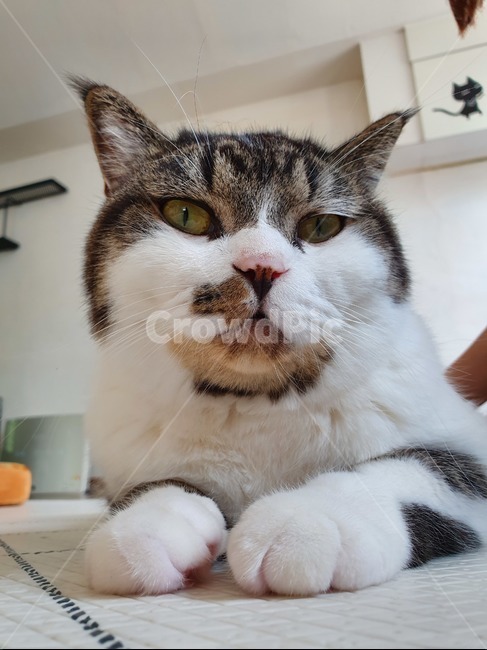 고양이,짜증,냥이,동물,애완묘