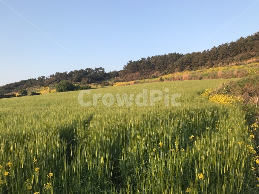 제주도,청보리밭,유채꽃,봄,자연,jeju,greenbarleyfield,rapeflower,green,sky,tree,nature,자연,풍경,nature,landscape,field,들,outdoors,옥외,grassland,목초지