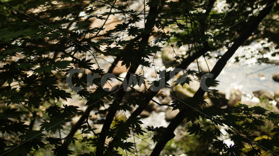 풍경,지리산,산,계곡,나무,landscape,mountain,valley,tree,wood,식물,자연,plants,nature,나무,trees,wood